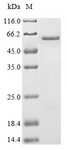 GATA4 Protein - (Tris-Glycine gel) Discontinuous SDS-PAGE (reduced) with 5% enrichment gel and 15% separation gel.