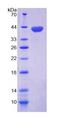 GCS1 / MOGS Protein - Recombinant Mannosyl Oligosaccharide Glucosidase (MOGS) by SDS-PAGE