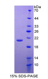 GDF2 / BMP9 Protein - Recombinant Growth Differentiation Factor 2 By SDS-PAGE