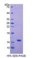 GFAP Protein - Recombinant Glial Fibrillary Acidic Protein (GFAP) by SDS-PAGE