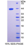 Ghrelin Protein - Recombinant  Ghrelin By SDS-PAGE