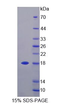 GLOD2 / MCEE Protein - Recombinant Methylmalonyl Coenzyme A Epimerase (MCEE) by SDS-PAGE