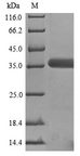 GNAO1 Protein - (Tris-Glycine gel) Discontinuous SDS-PAGE (reduced) with 5% enrichment gel and 15% separation gel.