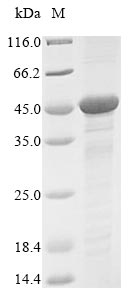 GNAQ Protein - (Tris-Glycine gel) Discontinuous SDS-PAGE (reduced) with 5% enrichment gel and 15% separation gel.