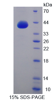 GNG8 Protein - Recombinant  G Protein Gamma 8 By SDS-PAGE