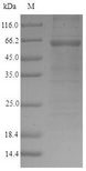 GOLM1 / GP73 / GOLPH2 Protein - (Tris-Glycine gel) Discontinuous SDS-PAGE (reduced) with 5% enrichment gel and 15% separation gel.