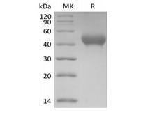 GP6 / GPVI Protein - Recombinant Mouse GP6/GPVI (C-6His)