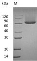 GPC1 / Glypican Protein - (Tris-Glycine gel) Discontinuous SDS-PAGE (reduced) with 5% enrichment gel and 15% separation gel.