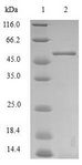 GPC4 / Glypican 4 Protein - (Tris-Glycine gel) Discontinuous SDS-PAGE (reduced) with 5% enrichment gel and 15% separation gel.