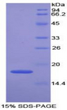 GPX4 / MCSP Protein - Recombinant Glutathione Peroxidase 4 By SDS-PAGE