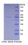 GSTA4 Protein - Recombinant Glutathione S Transferase Alpha 4 By SDS-PAGE