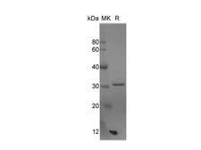 GSTM1 Protein - Recombinant Mouse GSTM1 Protein (His Tag)-Elabscience