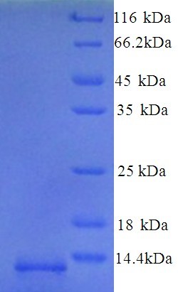 GUCA2B / Uroguanylin Protein