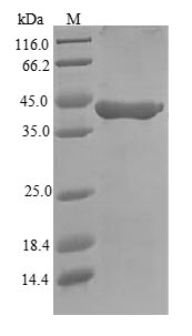 GZMA / Granzyme A Protein - (Tris-Glycine gel) Discontinuous SDS-PAGE (reduced) with 5% enrichment gel and 15% separation gel.
