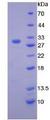 GZMA / Granzyme A Protein - Recombinant Granzyme A By SDS-PAGE
