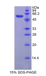 Gzmd / Granzyme D Protein - Recombinant Granzyme D By SDS-PAGE
