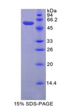 Gzmd / Granzyme D Protein - Recombinant Granzyme D By SDS-PAGE