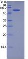 GZMM / Granzyme M Protein - Recombinant Granzyme M By SDS-PAGE