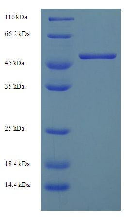 H2-D1 Protein