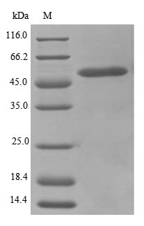 HADHA Protein - (Tris-Glycine gel) Discontinuous SDS-PAGE (reduced) with 5% enrichment gel and 15% separation gel.