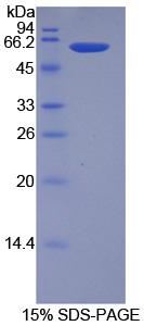 HAO1 Protein - Recombinant Hydroxyacid Oxidase 1 By SDS-PAGE