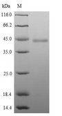 HAPLN1 Protein - (Tris-Glycine gel) Discontinuous SDS-PAGE (reduced) with 5% enrichment gel and 15% separation gel.