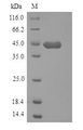 HAPLN1 Protein - (Tris-Glycine gel) Discontinuous SDS-PAGE (reduced) with 5% enrichment gel and 15% separation gel.