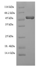 HAS2 Protein - (Tris-Glycine gel) Discontinuous SDS-PAGE (reduced) with 5% enrichment gel and 15% separation gel.