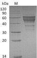 HAVCR2 / TIM-3 Protein - (Tris-Glycine gel) Discontinuous SDS-PAGE (reduced) with 5% enrichment gel and 15% separation gel.