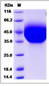 HAVCR2 / TIM-3 Protein