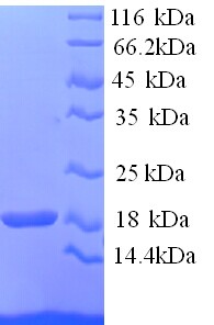 HBA1+2 / Hemoglobin Alpha Protein
