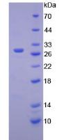 HEXA Protein - Active Hexosaminidase A Alpha (HEXa) by SDS-PAGE