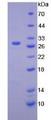 HEXA Protein - Active Hexosaminidase A Alpha (HEXa) by SDS-PAGE
