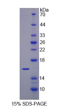 HINT2 Protein - Recombinant  Histidine Triad Nucleotide Binding Protein 2 By SDS-PAGE