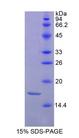 HIST2H3A Protein - Recombinant Histone Cluster 2, H3a (HIST2H3A) by SDS-PAGE
