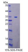 HMG20B / BRAF35 Protein - Recombinant High Mobility Group Protein 20B (HMG20B) by SDS-PAGE