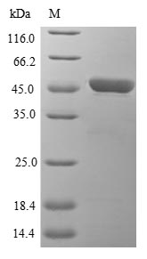 HMOX1 / HO-1 Protein - (Tris-Glycine gel) Discontinuous SDS-PAGE (reduced) with 5% enrichment gel and 15% separation gel.