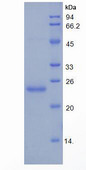 HMOX1 / HO-1 Protein - Recombinant Heme Oxygenase 1, Decycling By SDS-PAGE