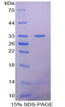 HMOX2 / Heme Oxygenase 2 Protein - Recombinant Heme Oxygenase 2, Decycling By SDS-PAGE