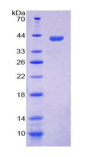 HNP-4 / DEFA4 Protein - Recombinant  Defensin Alpha 4, Corticostatin By SDS-PAGE
