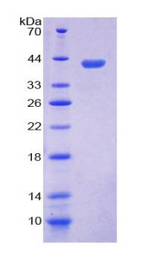 HNP-4 / DEFA4 Protein - Recombinant  Defensin Alpha 4, Corticostatin By SDS-PAGE