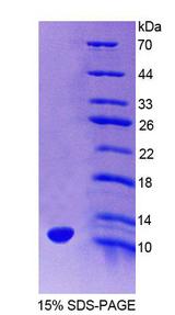 HOPX / HOP Protein - Recombinant  Homeodomain Only Protein By SDS-PAGE