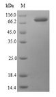 HSPA1B Protein - (Tris-Glycine gel) Discontinuous SDS-PAGE (reduced) with 5% enrichment gel and 15% separation gel.