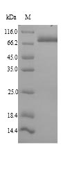 HSPA5 / GRP78 / BiP Protein - (Tris-Glycine gel) Discontinuous SDS-PAGE (reduced) with 5% enrichment gel and 15% separation gel.