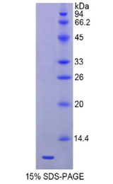 HSPA8 / HSC70 Protein - Recombinant Heat Shock 70kDa Protein 8 By SDS-PAGE
