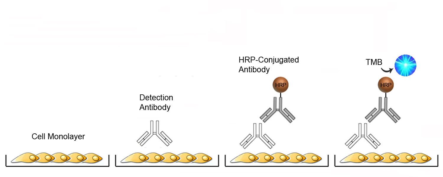 c-Abl Antibody  Cell Signaling Technology