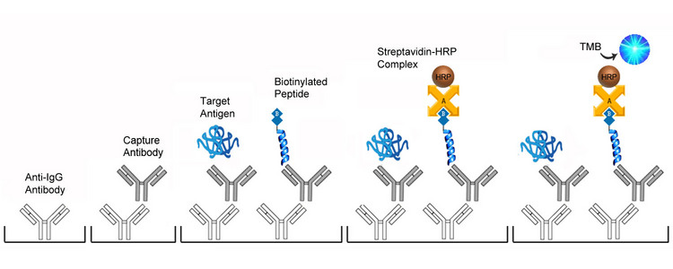 Human Angiotensin II Quant ELISA Kit | Competitive EIA | LSBio