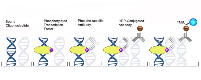 AR / Androgen Receptor ELISA Kit - DNA-Binding Phosphorylation ELISA Platform Overview