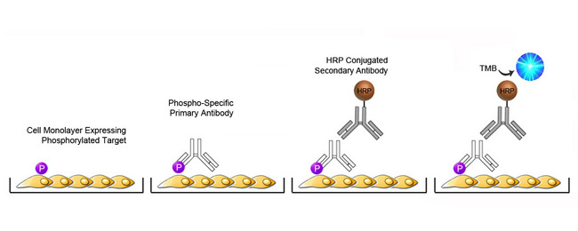 ERBB2 / HER2 ELISA Kit - Cell-Based Phosphorylation ELISA Platform Overview