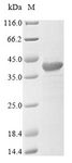 HVCN1 / HV1 Protein - (Tris-Glycine gel) Discontinuous SDS-PAGE (reduced) with 5% enrichment gel and 15% separation gel.